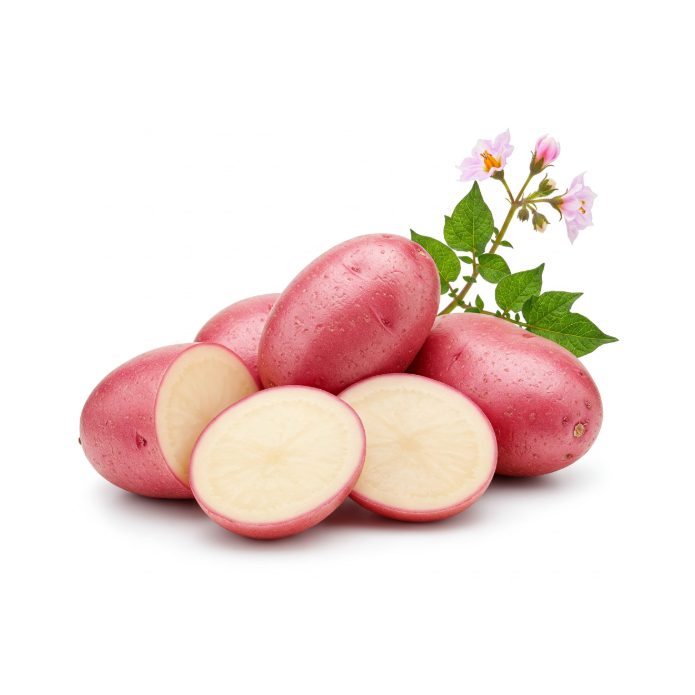 ORGANIC Potatoes  „Colorado Rose”